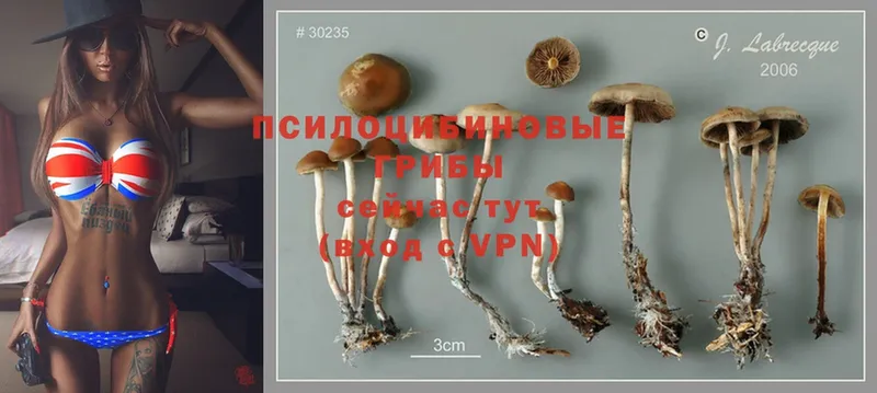 Псилоцибиновые грибы Psilocybe  что такое наркотик  Слюдянка 